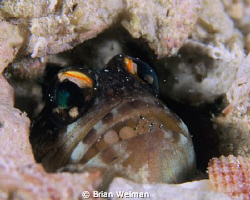 Jawfish with Eggs by Brian Welman 
